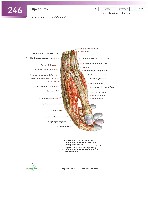 Sobotta Atlas of Human Anatomy  Head,Neck,Upper Limb Volume1 2006, page 253